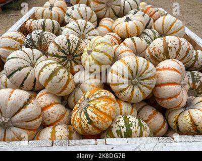 Primo piano di zucche colorate in miniatura in un bidone in una zona di zucca Foto Stock