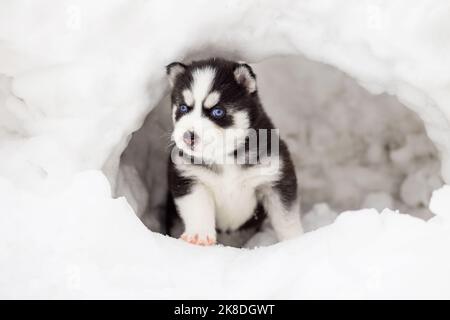 Ritratto invernale di un simpatico cucciolo di Husky siberiano, cane sulla neve in inverno Foto Stock