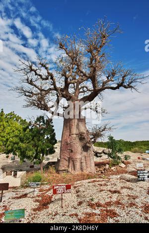 Il baobab nel cimitero sull'isola di Fadiouth, Senegal Foto Stock