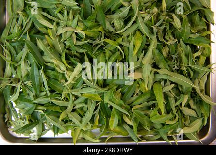 Foglie di verbena essiccate per il tè alle erbe Foto Stock