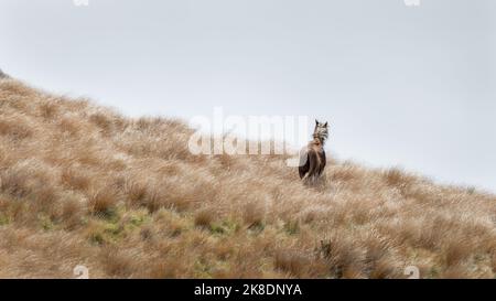 Kaimanawa cavallo selvaggio in piedi sulla prateria di tussock. Central Plateau, North Island, Nuova Zelanda. Foto Stock