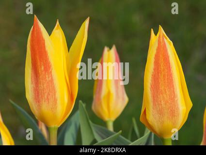 Tulipa kaufmanniana 'Stresa' Foto Stock