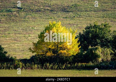 Alberi gialli e verdi in autunno in Ungheria Foto Stock