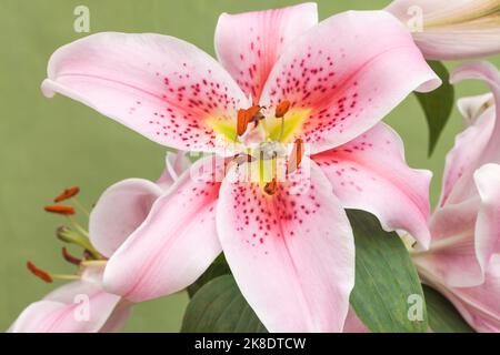 Oriental Lily 'Mona Lisa', Lilium Foto Stock