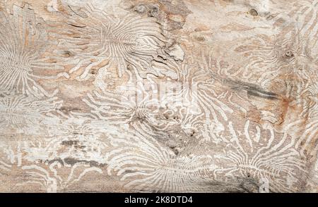 Macro primo piano di legno mangiato da vermi Foto Stock