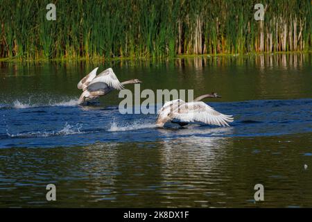 Cigni giovani che prendono all'aria Foto Stock