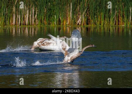 Cigni giovani che prendono all'aria Foto Stock