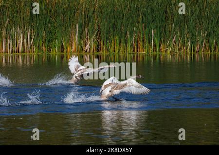 Cigni giovani che prendono all'aria Foto Stock