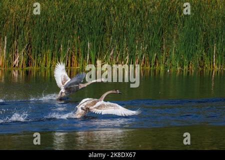 Cigni giovani che prendono all'aria Foto Stock