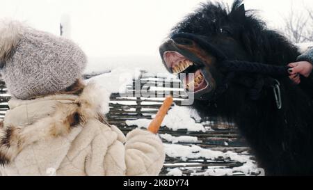 equitazione invernale. equitazione invernale. primo piano. Felice cutie, bambina nutre il pony con una carota. Giorno di inverno nevoso. Foto di alta qualità Foto Stock