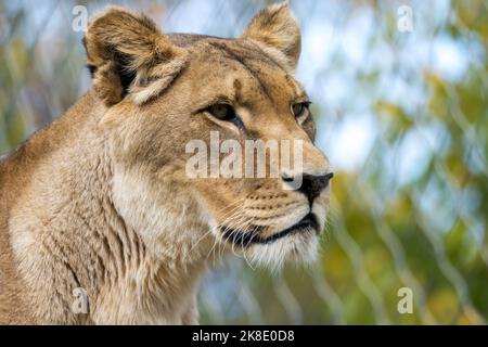 predator femmina lioness estremo primo piano visto dal lato frontale obliquo intenso impressionante ritratto animale di un maestoso grande gatto fauna selvatica Foto Stock