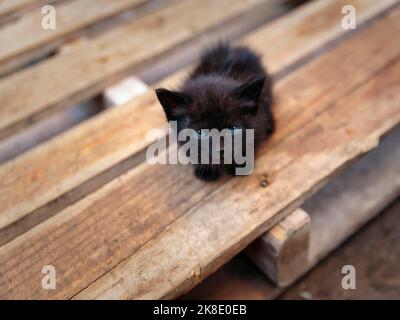 Gattino nero con occhi blu, contatto con gli occhi, gatto randagio siede ansiosamente su un pallet di legno, Marocco Foto Stock