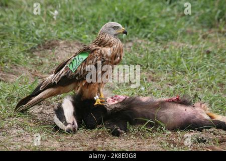 Aquilone rosso (Milvus milvus) uccello vecchio con alettone e poggiapiedi ad anello sul tasso europeo morto (Meles meles) Meclemburgo-Vorpommern, Germania Foto Stock