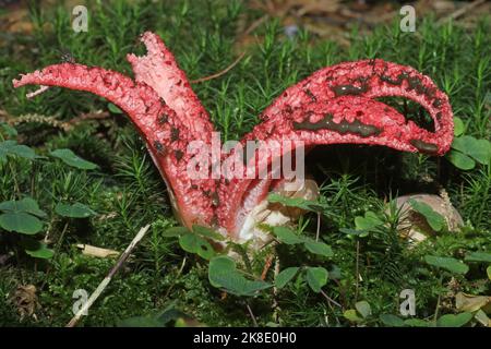 Fungo, fungo calamaro (Clatrus archeri) corpo fruttifero sul pavimento della foresta, Allgaeu, Baviera, Germania Foto Stock