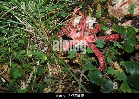 Fungo, fungo calamaro (Clatrus archeri) corpo fruttifero sul pavimento della foresta, Allgaeu, Baviera, Germania Foto Stock