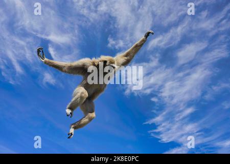 Jumping lar gibbon o bianco-mano gibbon (Hylobates lar), Sud-Est asiatico Foto Stock