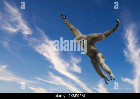 Jumping lar gibbon o bianco-mano gibbon (Hylobates lar), Sud-Est asiatico Foto Stock