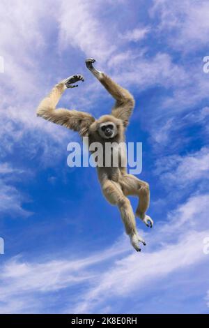 Jumping lar gibbon o bianco-mano gibbon (Hylobates lar), Sud-Est asiatico Foto Stock