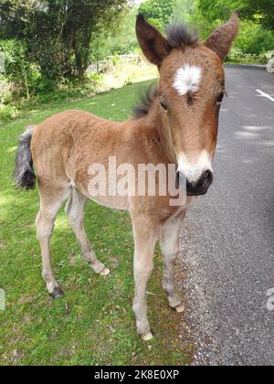 New Forest Pony, Foal, Hampshire, Inghilterra, Gran Bretagna Foto Stock