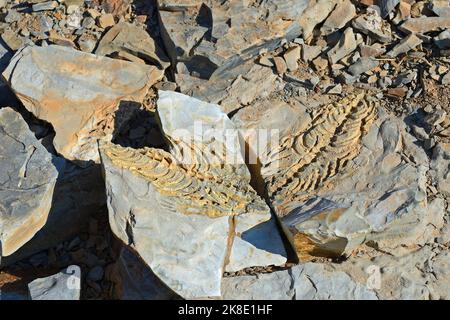 Circa Fossili di 300 milioni di anni di Mesosaurus tenuidens nei pressi di Keetmanshoop, Namibia Foto Stock
