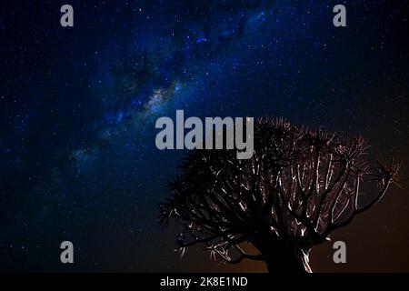 Via Lattea con albero friver (Aloe dichotoma) o Quivertree (Afrikaans: Kokerboom) fotografia notturna, Keetmanshoop, Namibia Foto Stock