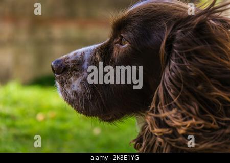 Brown and White Cocker Spaniel guardando con intelligenza qualcosa in lontananza. Foto Stock