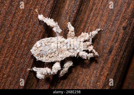 Rampa mascherata, Dust Bug Larva seduto sul legno di destra avvistamento Foto Stock