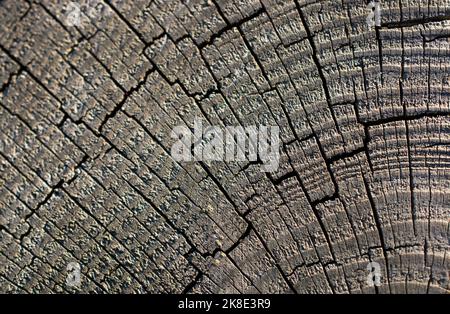 Texture di legno con motivi naturali come sfondo Foto Stock