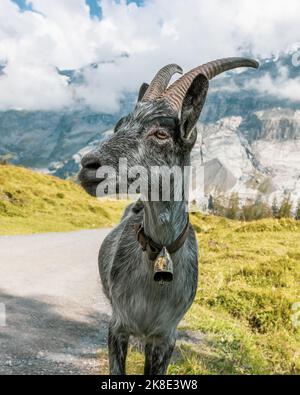 Stambecco selvaggio, curioso e amichevole, in posa per un ritratto nelle Alpi Svizzere sulla strada per Oeschinensee. Foto Stock