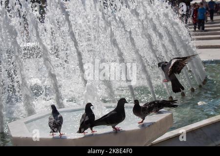 Città piccioni dal lato di acqua ad una fontana Foto Stock