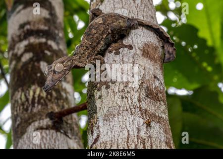 Gecko gigante dalla coda di balestra (Uroplatus giganteus), Marojejy, Madagascar Foto Stock