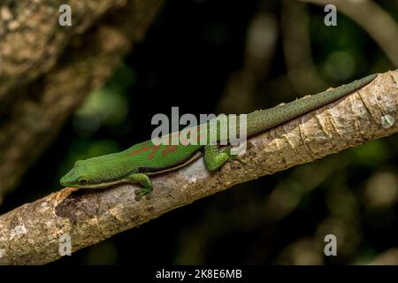 Gecko a strisce (Phelsuma dorsitittata), Montagne d Ambre, Madagascar Foto Stock