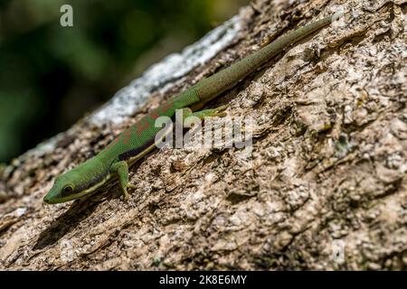 Gecko a strisce (Phelsuma dorsitittata), Montagne d Ambre, Madagascar Foto Stock