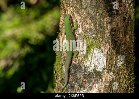 Gecko a strisce (Phelsuma dorsitittata), Montagne d Ambre, Madagascar Foto Stock