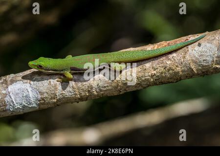 Gecko a strisce (Phelsuma dorsitittata), Montagne d Ambre, Madagascar Foto Stock