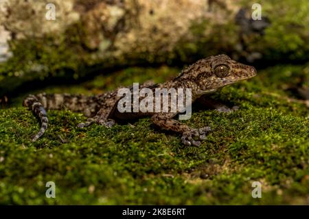 Gecko a testa grande (Paroedura oviceps), Montagne d Ambra, Madagascar Foto Stock