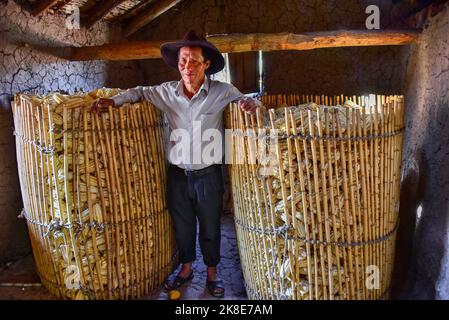 Indio uomo con tradizionalmente immagazzinato pannocchie di mais secco nella sua casa, Ande, vicino a Cusco, Perù, Sud America Foto Stock