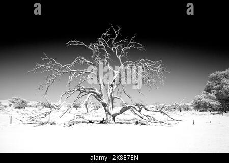 Immagine in bianco e nero di un albero di legno morto si erge nel deserto arancione con uno sfondo di cielo chiaro nel deserto del Namib Foto Stock