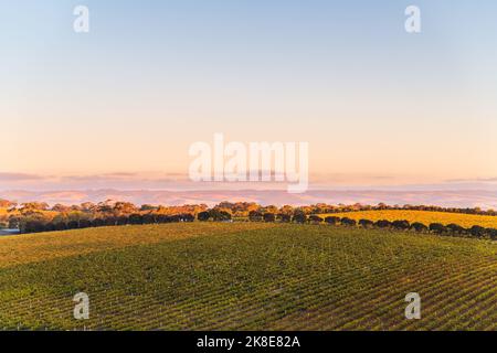 Vigneti in McLaren vale al tramonto, Australia Meridionale. Foto Stock