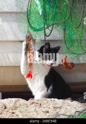 Carino gatto cattura i pesci in una rete fisher Foto Stock