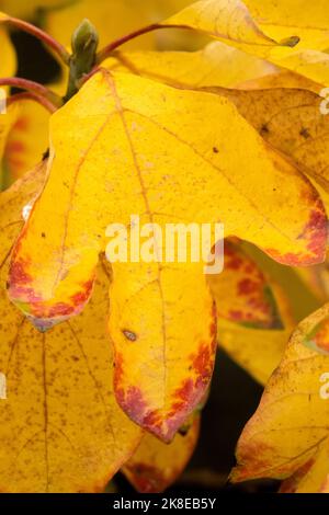 Sassafras, Leaf, Sassafras albidum, Autunno Foto Stock