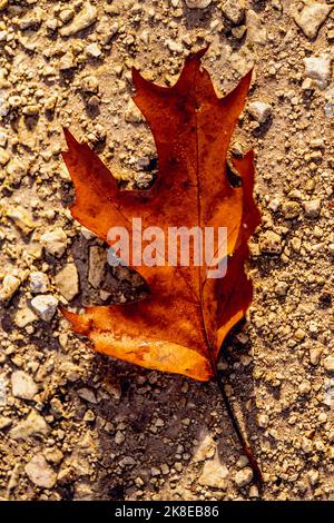 Foglia d'autunno a terra Foto Stock