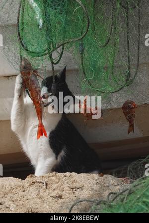 Carino gatto cattura i pesci in una rete fisher Foto Stock