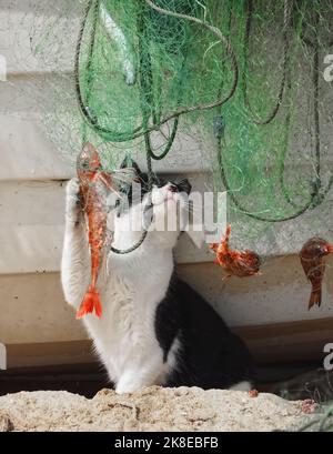 Carino gatto cattura i pesci in una rete fisher Foto Stock