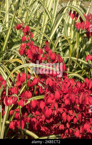 Euonymus, Miscanto, Autunno, foglie, Euonymus alatus, Miscanthus sinensis 'Cabaret', cespuglio ardente, piante d'erba d'argento Foto Stock