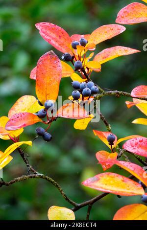 Tupelo Nero, Nyssa sylvatica, Gum Nero, Pepperidge, Gum Sour, Beetlebung, Autunno, foglie Foto Stock