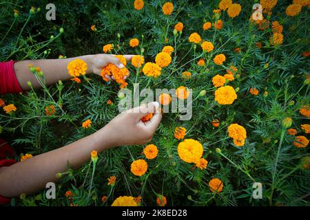 Nepal. 23rd Ott 2022. I contadini raccolse i fiori di marigold per venderli sul mercato durante il festival di Tihar a Ichangu, Kathmandu la domenica. I fiori di Marigold sono usati per decorare le case e sono offerti agli dei durante la festa di Tihar. (Credit Image: © Amit Machamasi/ZUMA Press Wire) Credit: ZUMA Press, Inc./Alamy Live News Foto Stock