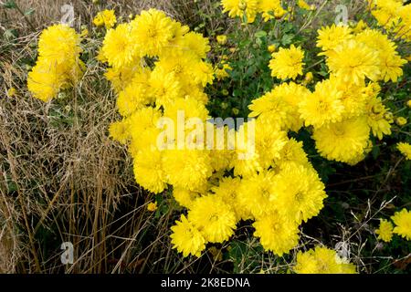 Crisantemo 'Citronella', giallo, Crisantemo, Autunno, Fiori, Fioritura, Autumnal, Crisantemi Foto Stock