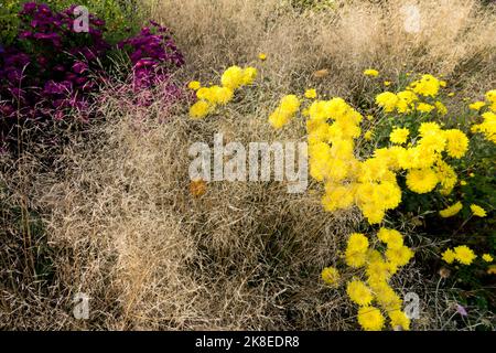 Autunno erba e giallo Chrysanthemum giardino mamma Chrysanthemum indicum piante di ottobre Foto Stock