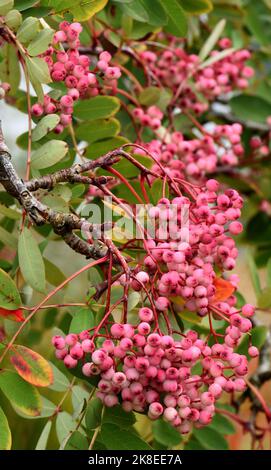 Grappoli delle bacche rosa di Hupeh Rowan Pagoda rosa. Foto Stock